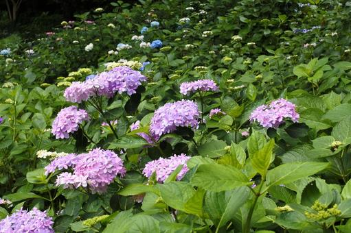 長谷寺の紫陽花 長谷寺の紫陽花 鎌倉,長谷寺,紫陽花の写真素材