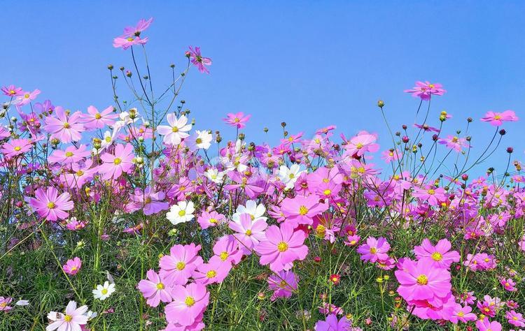満開のピンク系コスモス畑と青空 秋桜,秋,花の写真素材