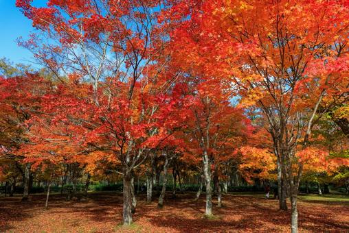 北海道の紅葉 北海道の紅葉の写真