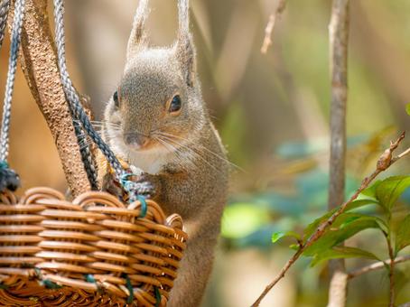 餌を食べるニホンリス 餌を食べるニホンリスの写真