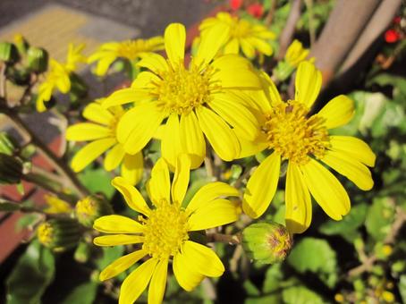 ツワブキ・石蕗　マクロ フラワー,秋,冬の写真素材