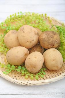 ジャガイモ ジャガイモ,ポテト,農作物の写真素材