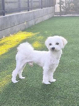 マルチーズ マルチーズ 犬,マルチーズ,ペットの写真素材