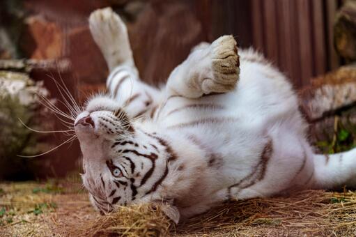 ホワイトタイガー ホワイトタイガー,虎,動物の写真素材