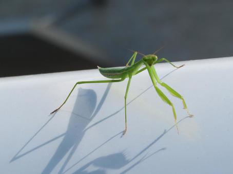 カメラ目線のカマキリ カメラ目線のカマキリの写真
