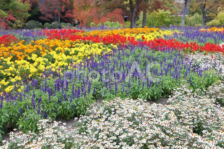万博公園の花畑 花,風景,植物の写真素材
