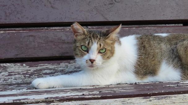 カメラ目線で夕涼みしているもふもふな猫様 カメラ目線で夕涼みしているもふもふな猫様の写真