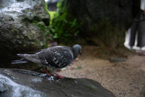 石に佇む鳩 鳩,ハト,鳥の写真素材
