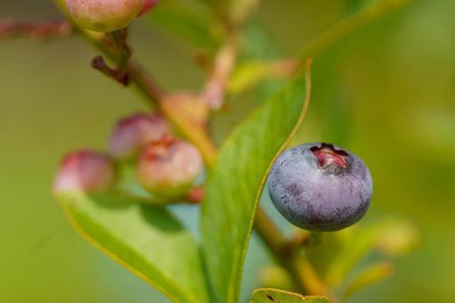 Blueberries ripe for eating, JPG