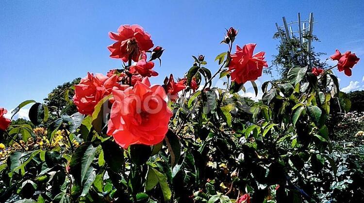 バラ　薔薇　空　青空　薔薇と空　きれい　赤い薔薇　大きなバラ バラ,フィールド,何人もありませんの写真素材