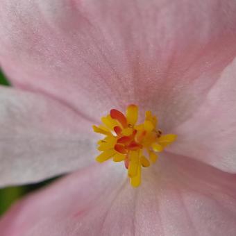四季咲きベゴニアの花 四季咲きベゴニアの花の写真