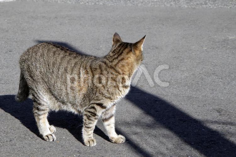どこに行こうか迷っているお母さん3 ネコ,ねこ,猫の写真素材