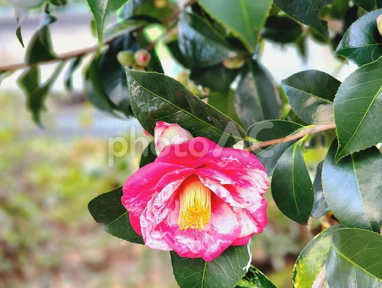 冬咲きの椿 花,椿,冬咲きの写真素材