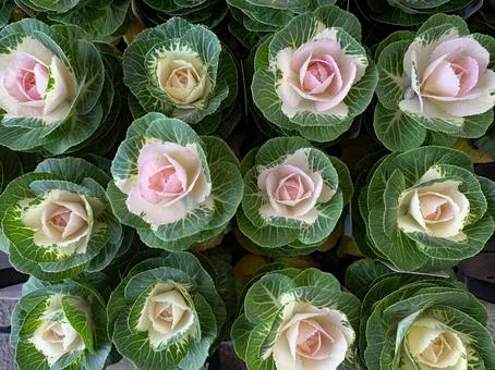 葉牡丹　観葉植物 葉牡丹,観葉植物,冬の写真素材