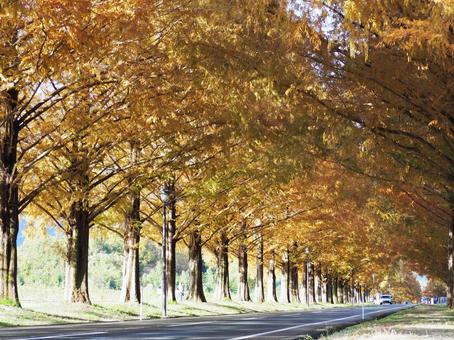 秋のメタセコイア並木 秋のメタセコイア並木 メタセコイア,並木道,紅葉の写真素材