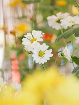 菊 菊 菊,菊の花,キクの写真素材
