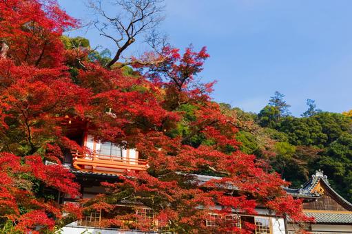 紅葉風景 紅葉風景,紅葉,箕面の写真素材