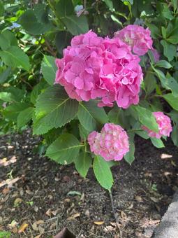 紫陽花 紫陽花の写真