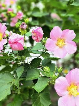 サキシマフヨウの花 サキシマフヨウ,フヨウ,花の写真素材