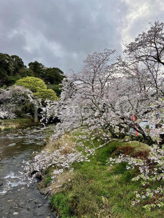 花★桜・さくら・サクラ 花,満開,さくらの写真素材