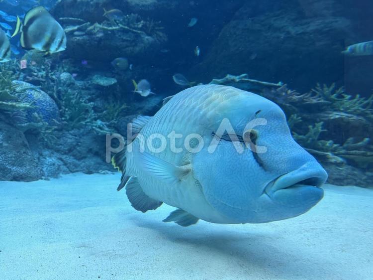 名古屋港水族館 ナポレオンフィッシュ,メガネモチノウオ,ナポレオンの写真素材