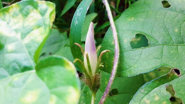 自生アサガオの花のつぼみの写真