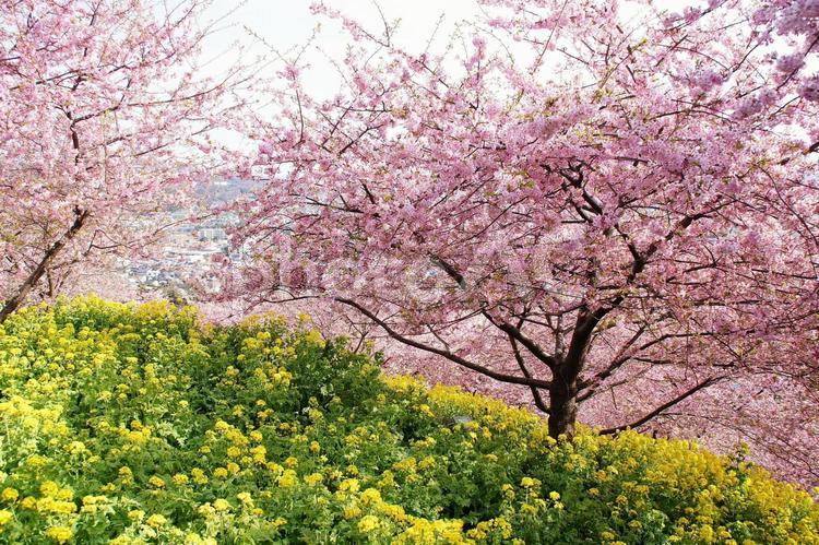 早咲き桜-36 桜,カワヅザクラ,菜の花の写真素材