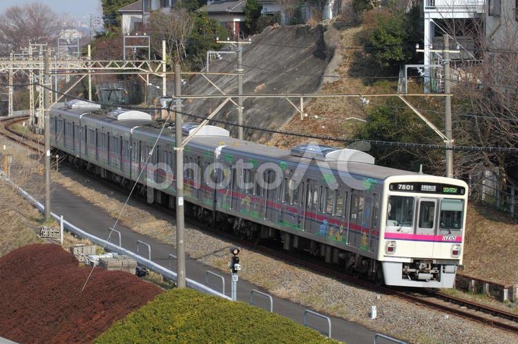 京王電鉄、7000系、7801編成 京王電鉄,動物園線,ラッピングの写真素材