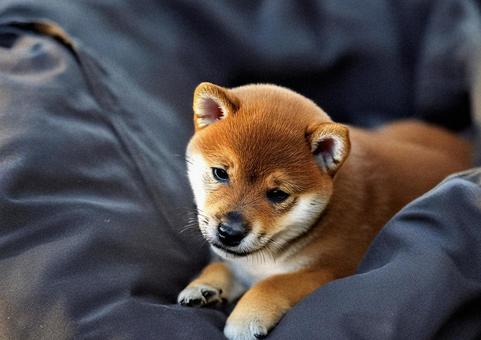 しば犬の子犬2 しば犬の子犬2の写真