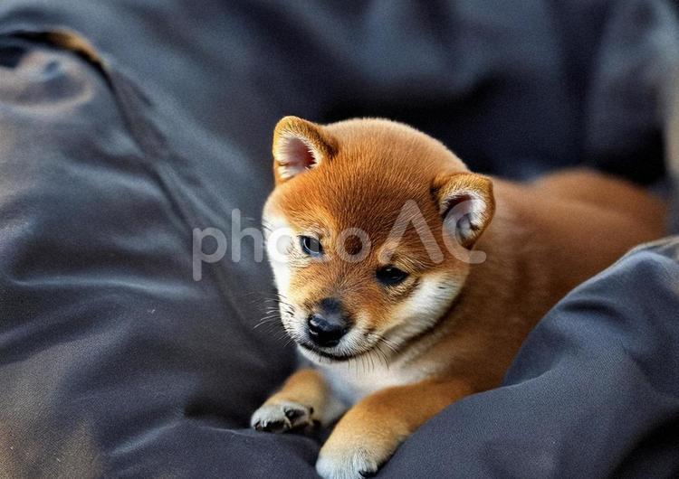 しば犬の子犬2 しば犬,柴犬,子犬の写真素材