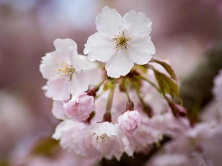 桜の花びら 春 桜の花びら 春の写真