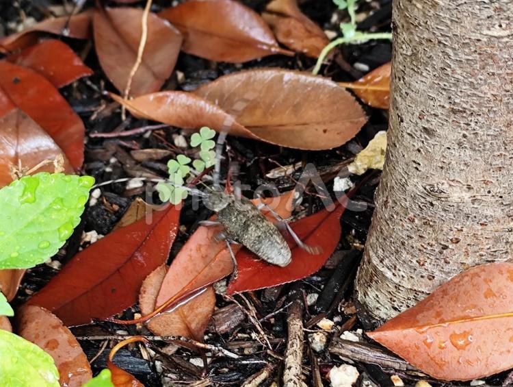 暑がりの　カミキリムシ 虫,土,昆虫の写真素材