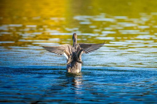 池で羽ばたくオナガガモ 池で羽ばたくオナガガモの写真