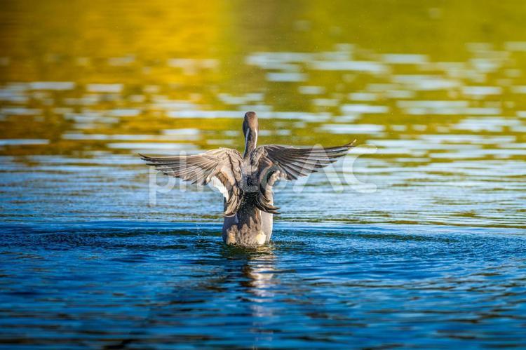 池で羽ばたくオナガガモ オナガガモ,カモ,鴨の写真素材
