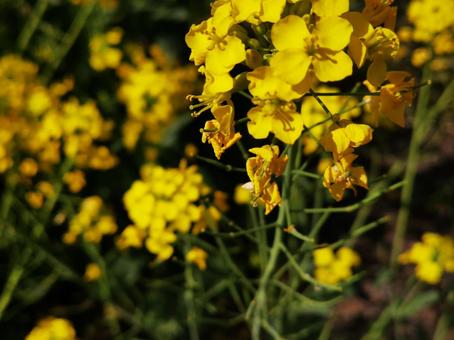 植物(黄色い花) 植物(黄色い花)の写真