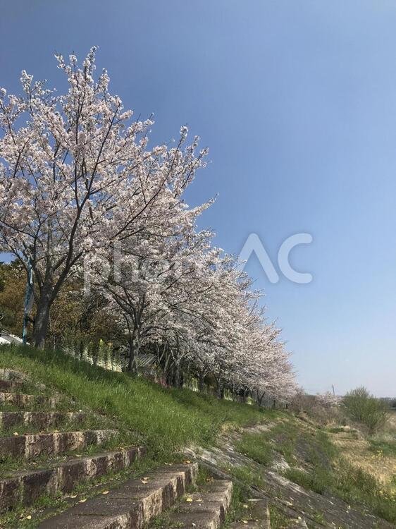 桜のある風景 自然,木,花の写真素材