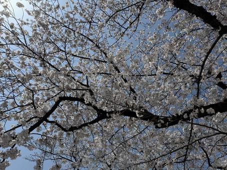 桜 桜の写真