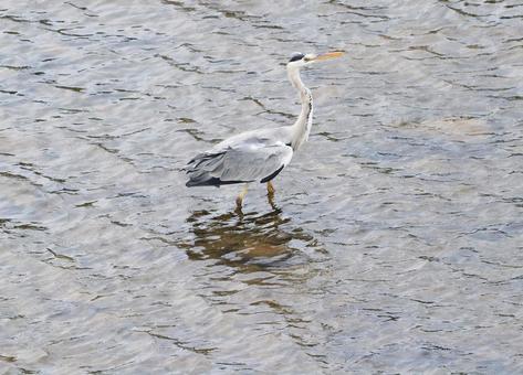 アオサギ8 アオサギ,鷺,鳥の写真素材