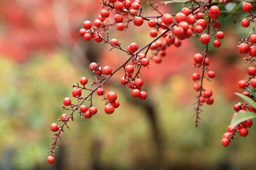 南天の赤い実 南天,ナンテン,赤い実の写真素材