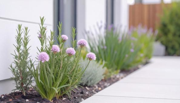 庭のチャイブの花 庭のチャイブの花の写真