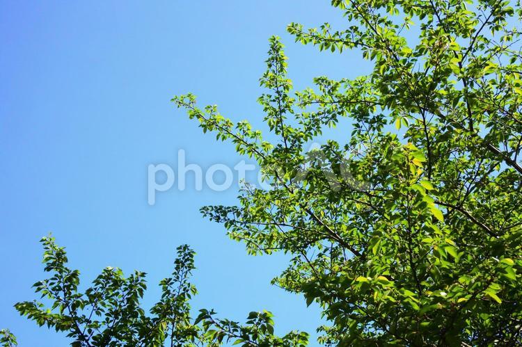 新緑と青空5 新緑,グリーン,緑の写真素材