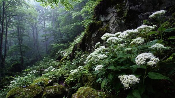 霧深い森に咲く白い花々 霧深い森に咲く白い花々の写真