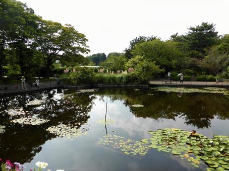 大船フラワーセンター・池を望む風景 池,水辺,水場の写真素材