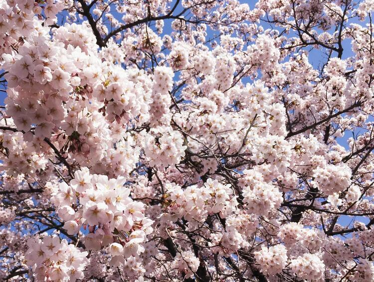 画面いっぱいの桜 桜,花,春の写真素材