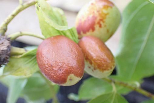 木の実 美しい,自然,植物の写真素材