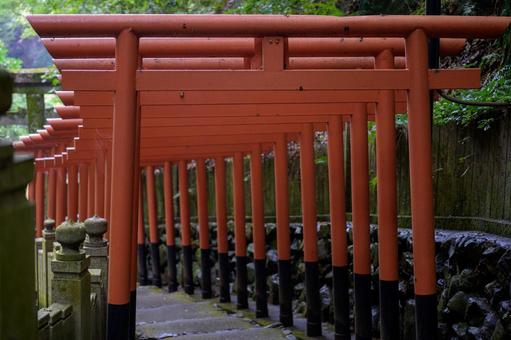 狸谷山不動院の鳥居 狸谷山不動院の鳥居 鳥居,神社,参詣の写真素材