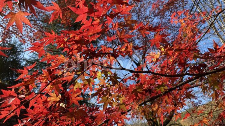 群馬県草木湖の紅葉 草木湖,モミジ,紅葉の写真素材