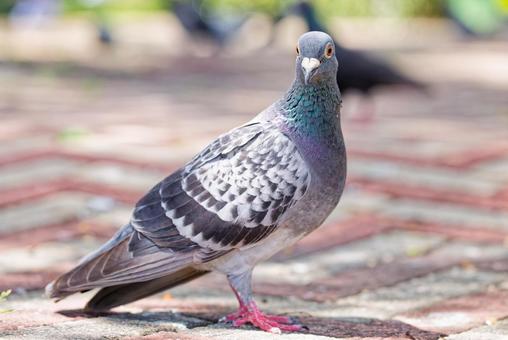 公園でこちらを向くカワラバト 公園でこちらを向くカワラバトの写真