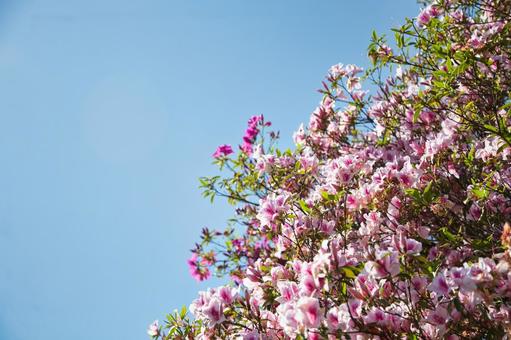 青空のもとのピンクのツツジの写真