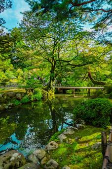 【石川】兼六園 文化財指定庭園 兼六園,石川,文化財指定庭園の写真素材